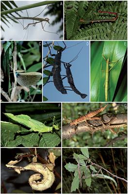 Old World and New World Phasmatodea: Phylogenomics Resolve the Evolutionary History of Stick and Leaf Insects